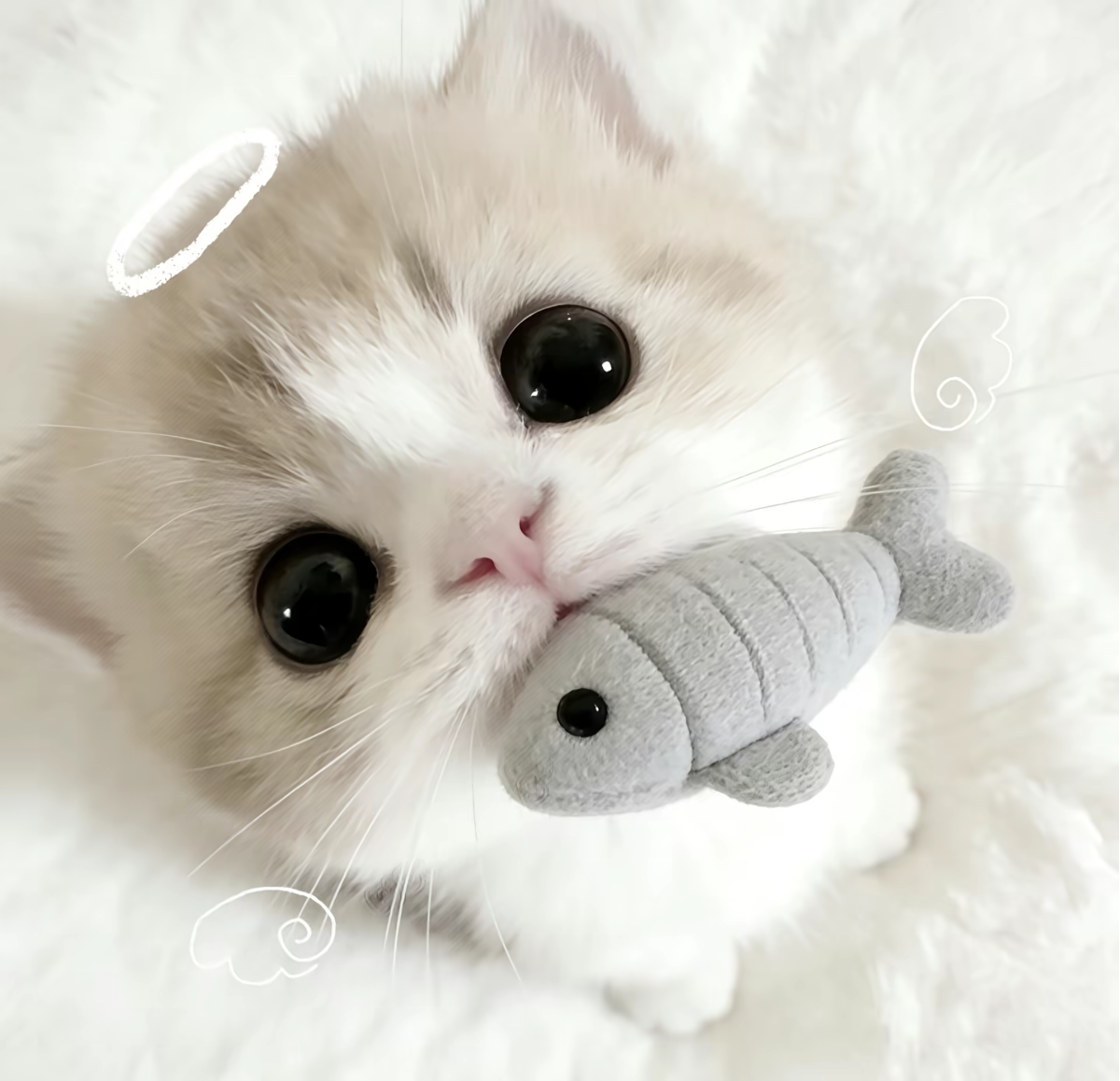 天使叼鱼猫